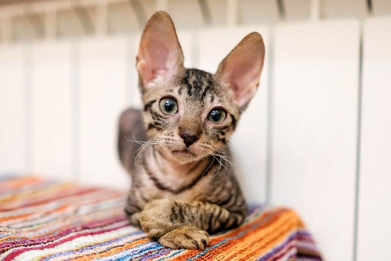 Cornish Rex Conqueror