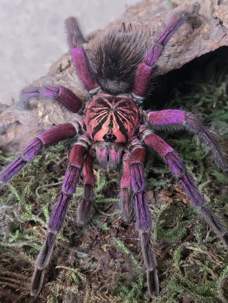 Costa Rican Purple Tarantula