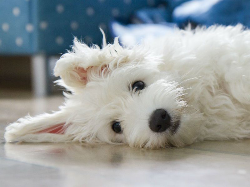 Coton de Tulear