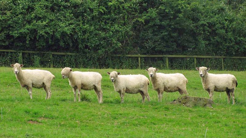 Cotswold Sheep
