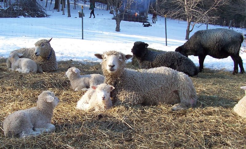 Cotswold Sheep