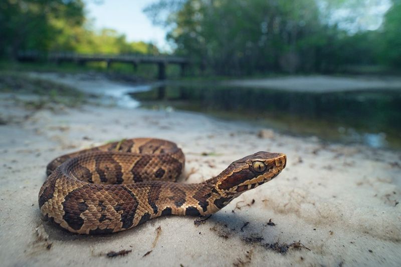 Cottonmouth Snake