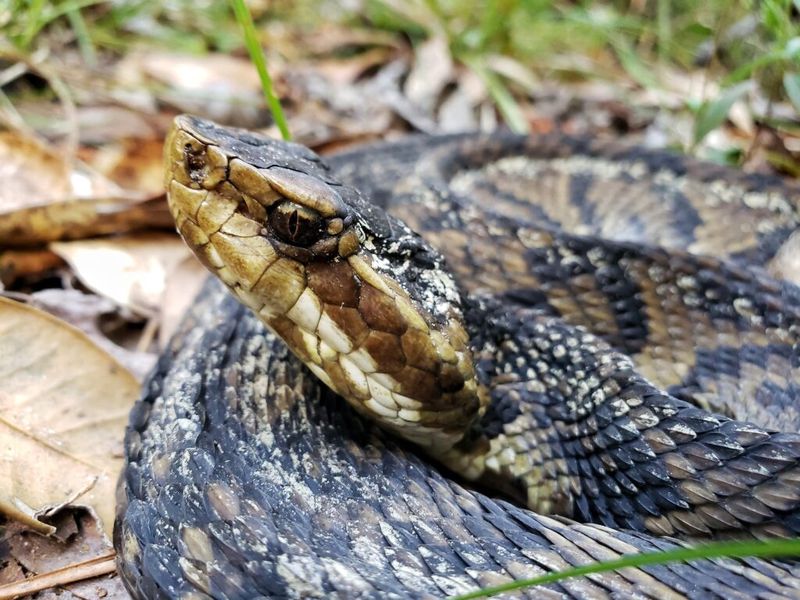 Cottonmouth Snake
