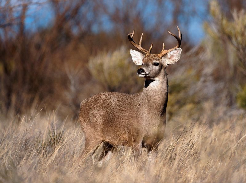 Coues White-tailed Deer
