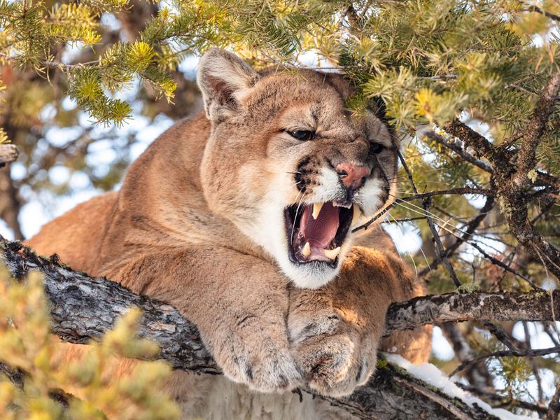 Cougar