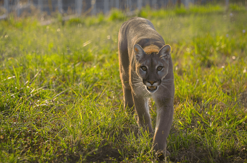 Cougar