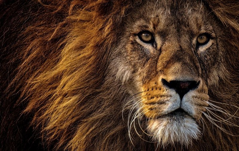 Courageous Heart