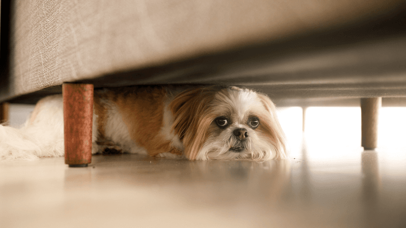 Cowering or Hiding