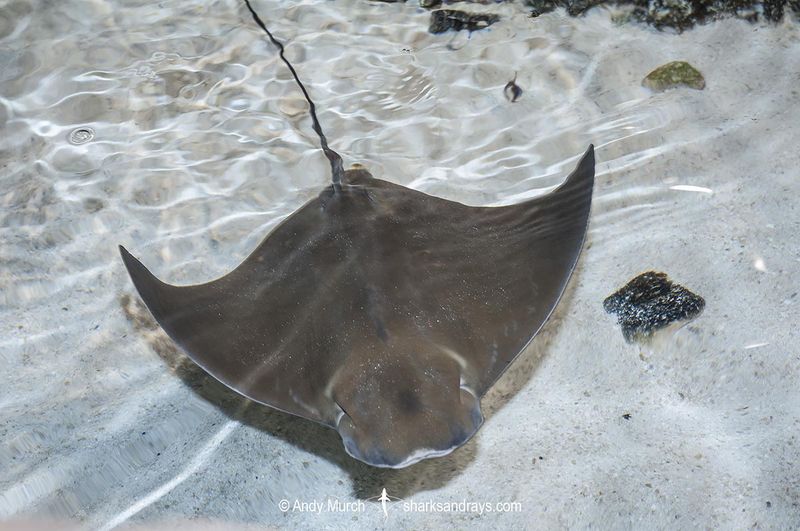 Cownose Ray
