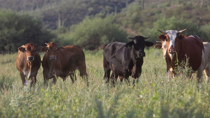 Cows