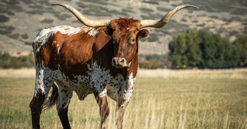Cows
