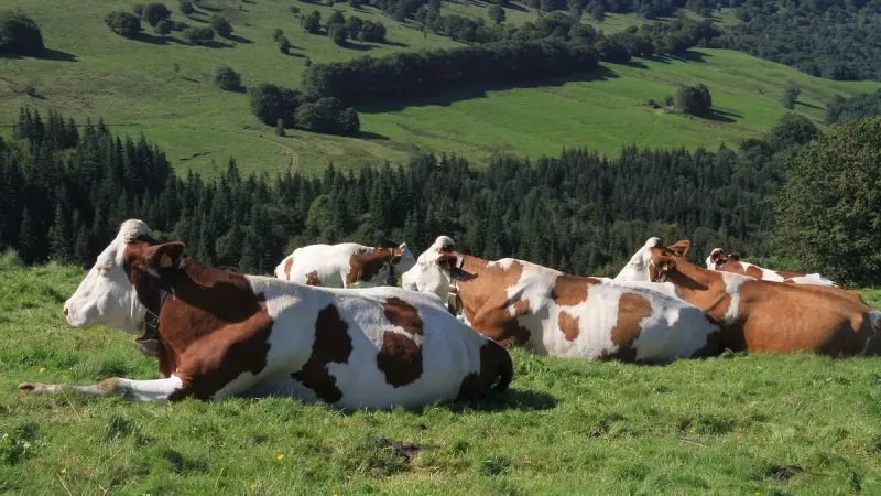 Cows