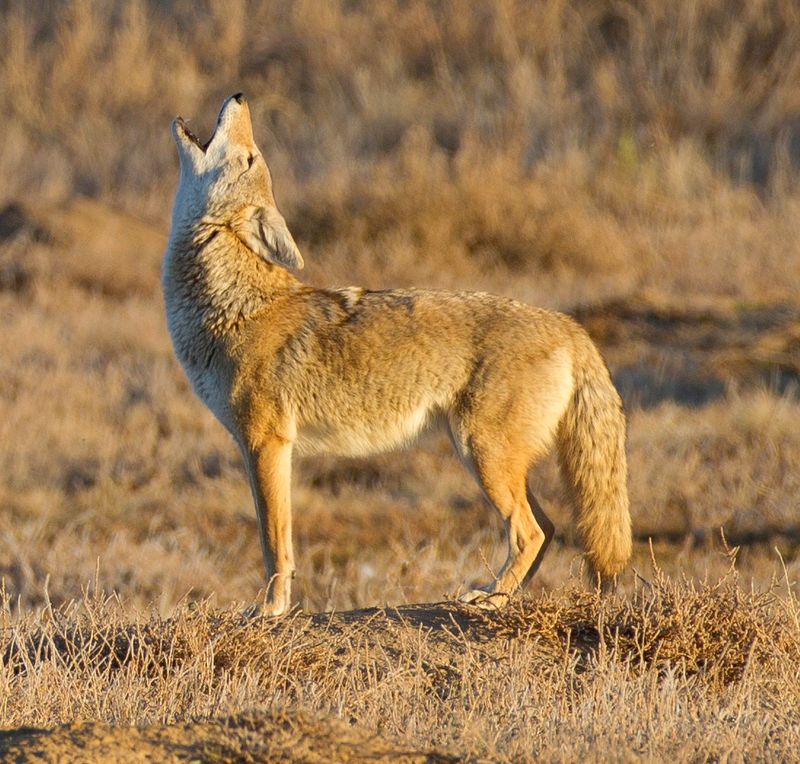Coyote
