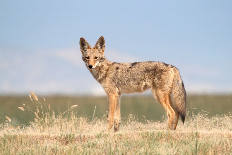 Coyote