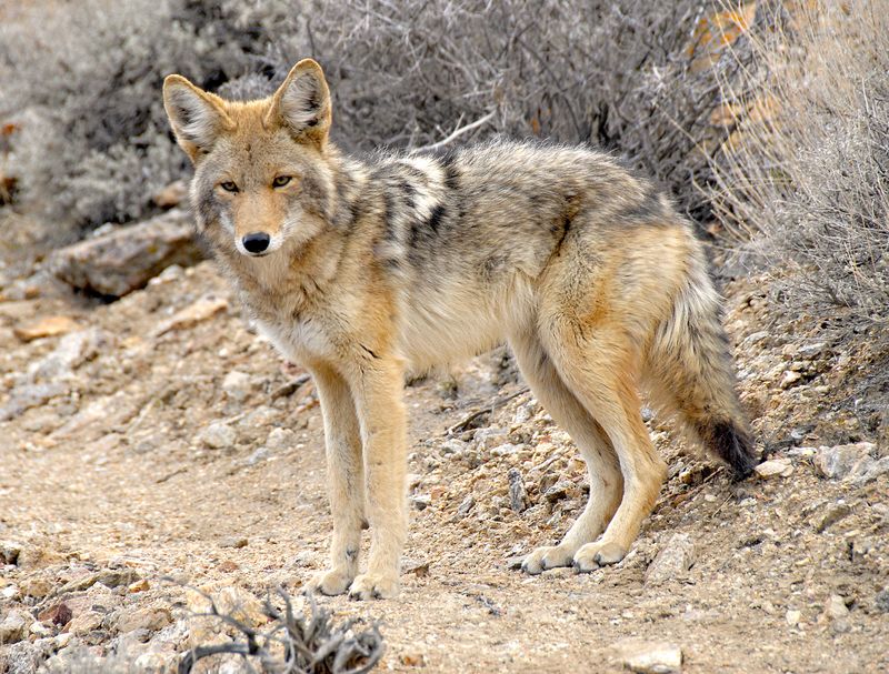 Coyote