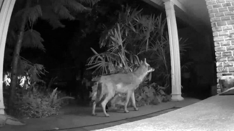 Coyote