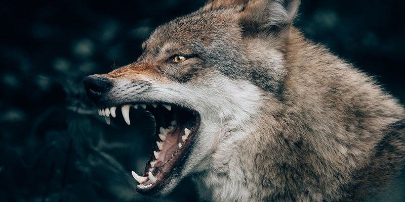 Coyote