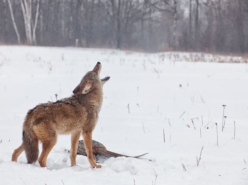 Coyote Drives