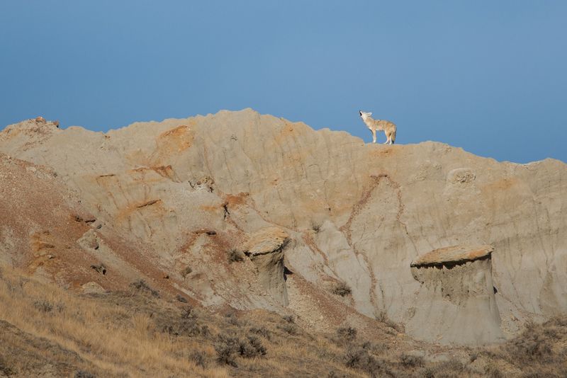 Coyote Howls