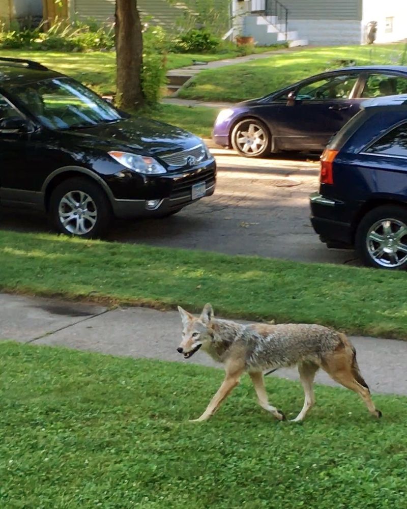 Coyotes