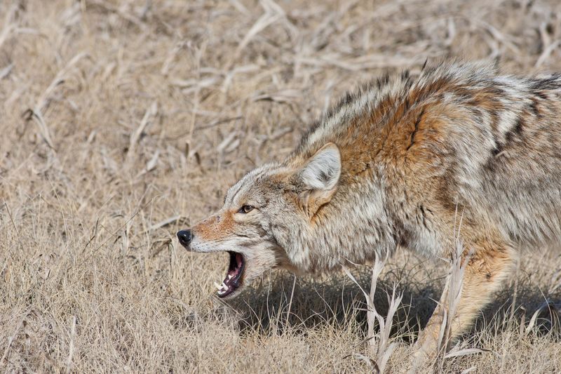 Coyotes