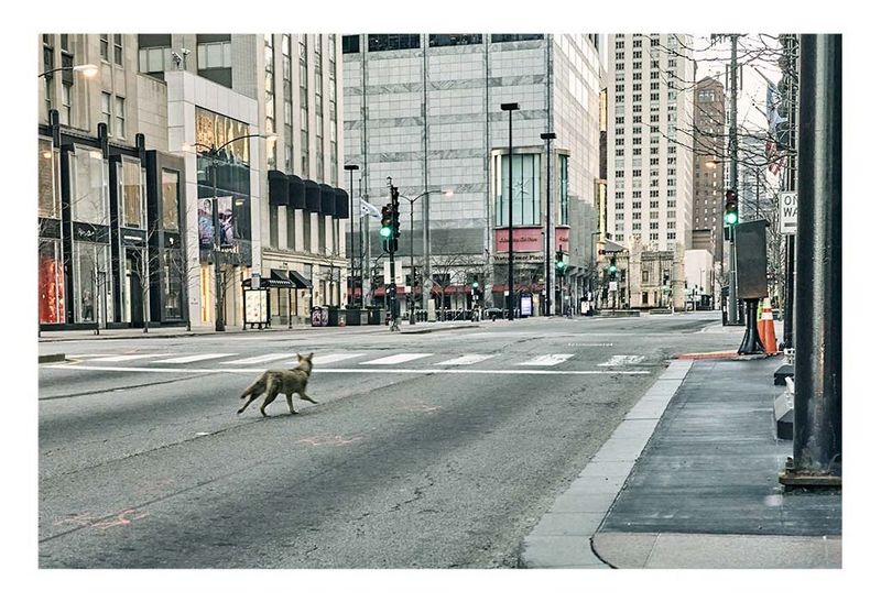 Coyotes in Chicago