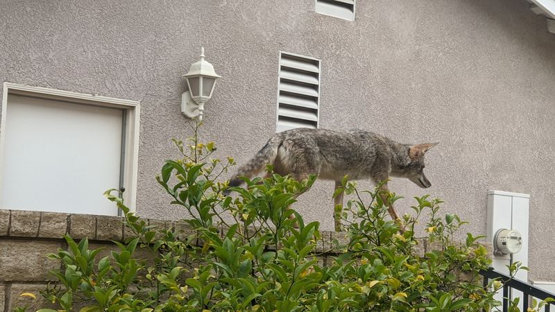 Coyotes