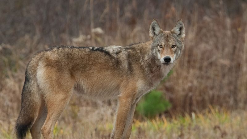 Coywolf