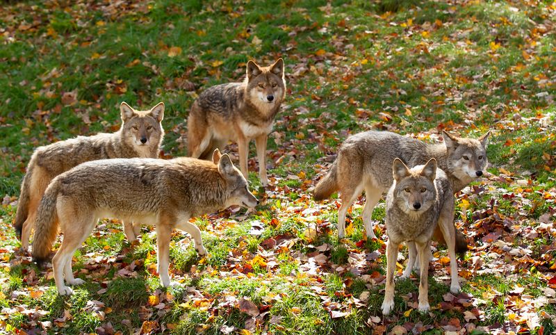 Coywolf