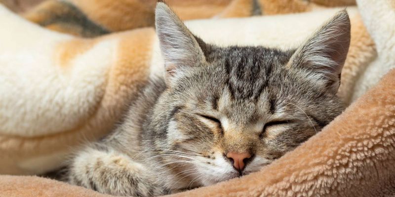 Cozy Blankets