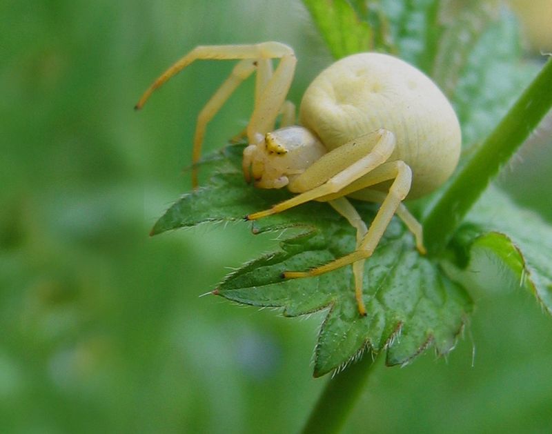 Crab Spider