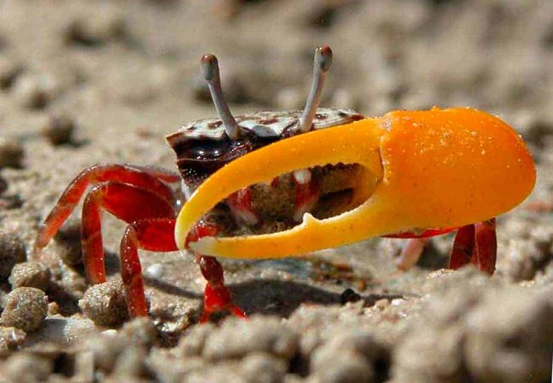Crab with Detachable Claw