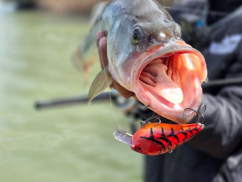 Crankbait Crawling