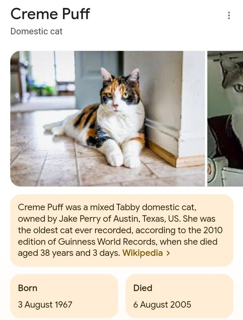 Creme Puff the Cat