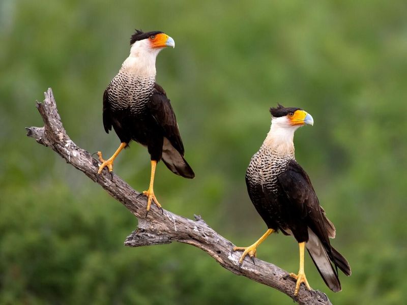 Crested Caracara