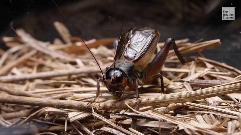 Crickets