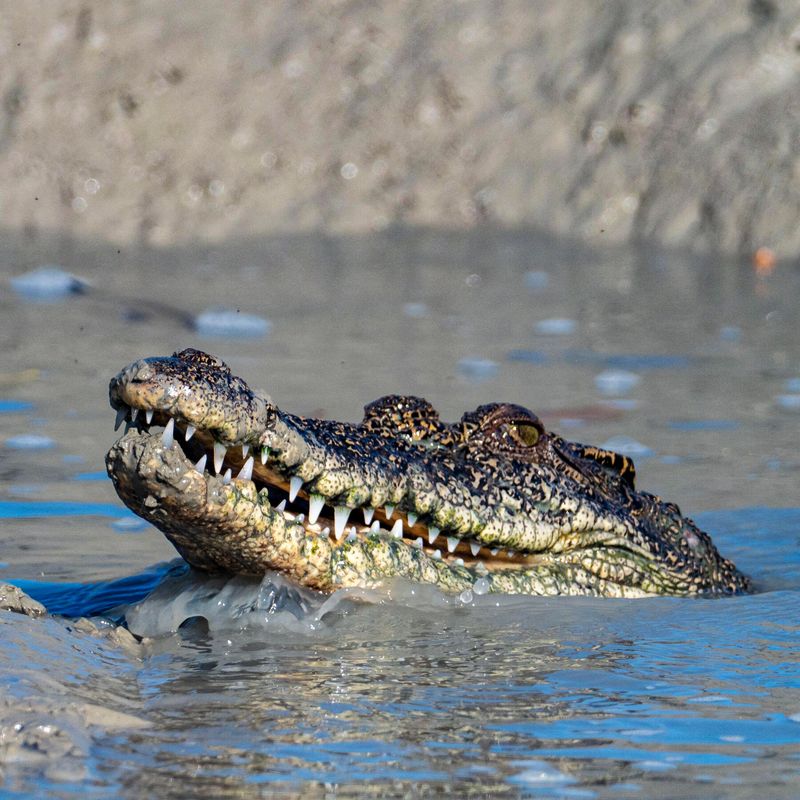 Crocodile