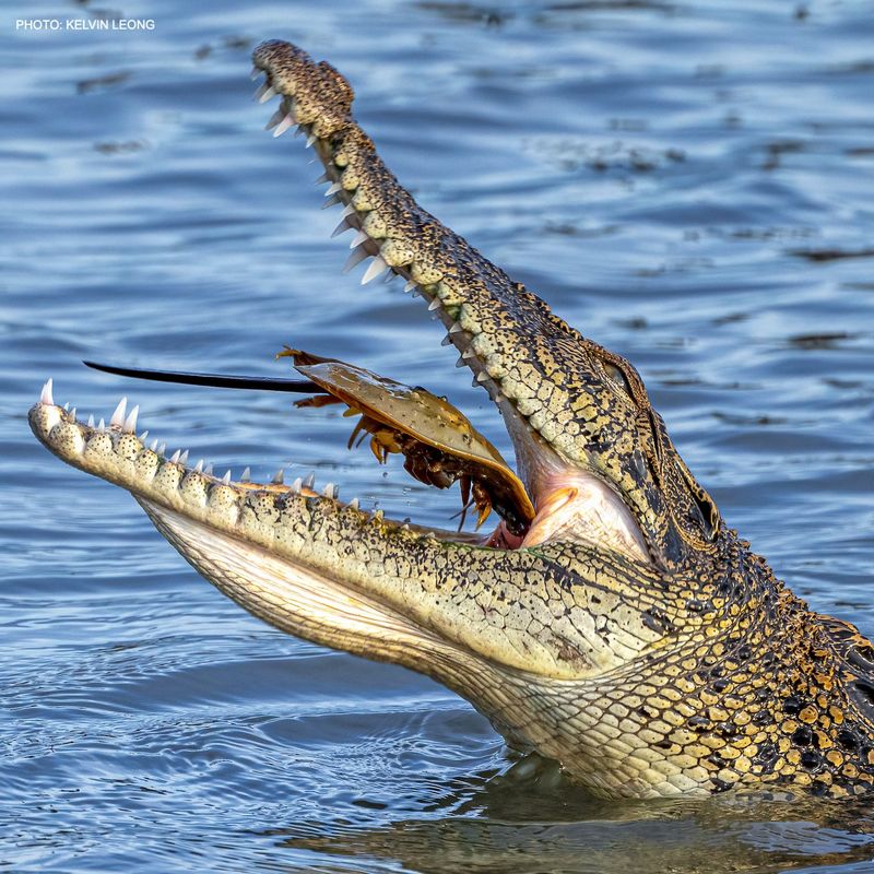 Crocodile