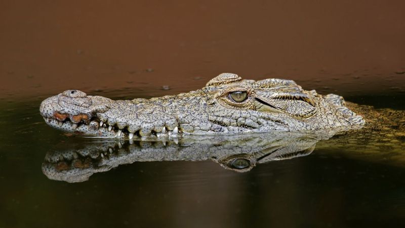 Crocodile