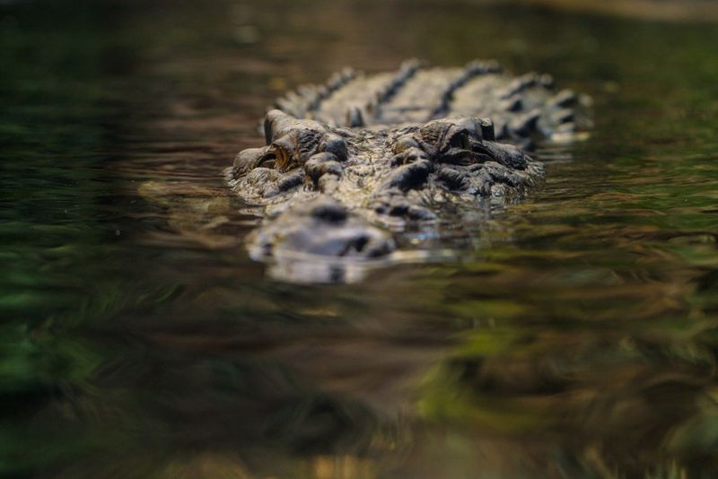 Crocodile