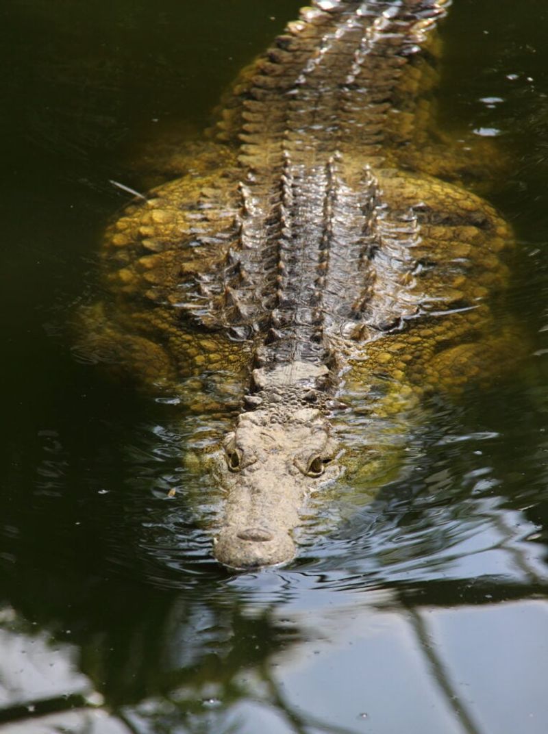 Crocodile