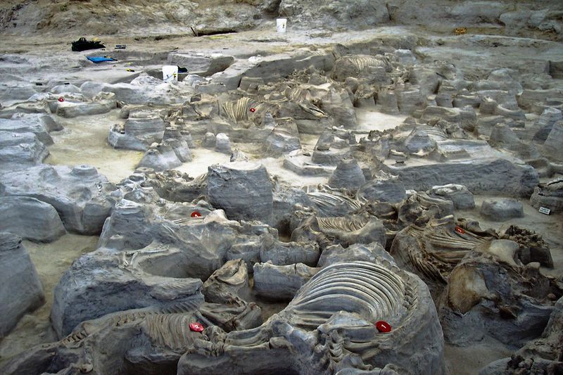 Crocodile Fossil