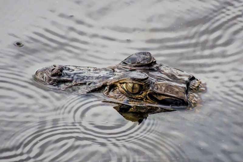 Crocodile