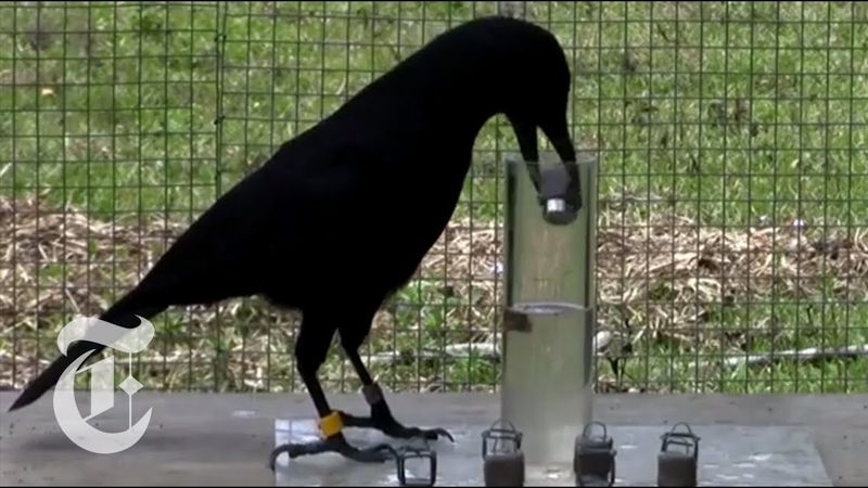 Crow