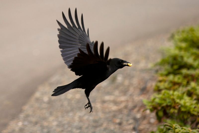 Crow