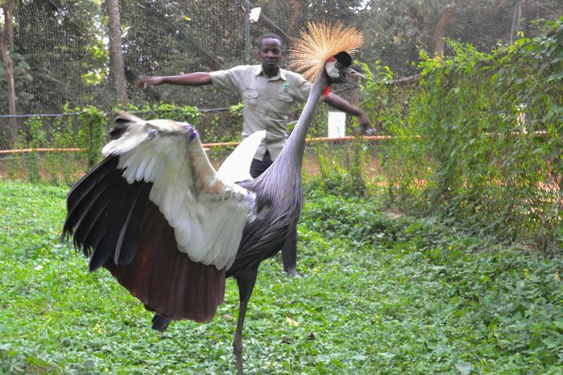 Crown Crane