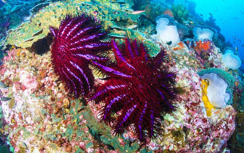 Crown-of-Thorns Starfish