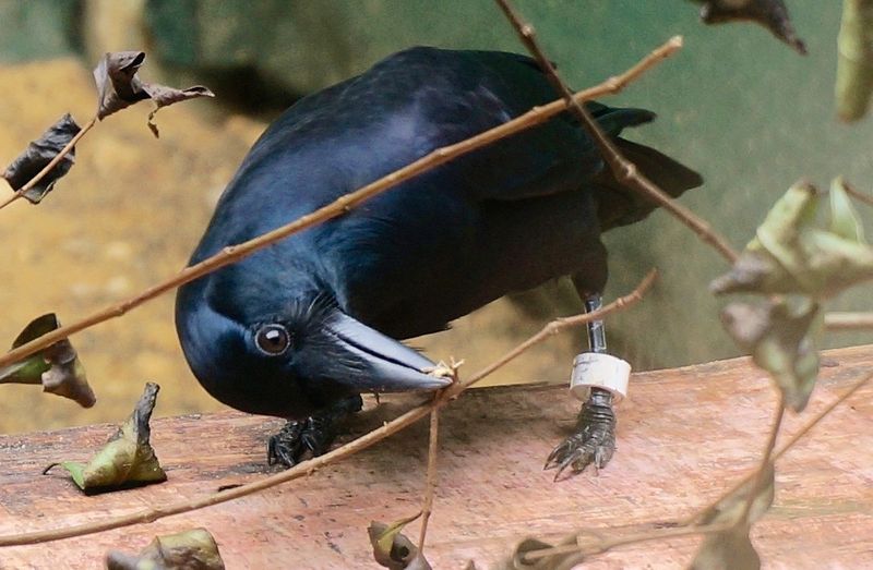 Crows