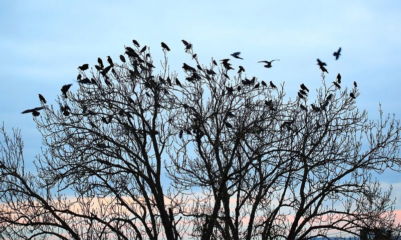 Crows
