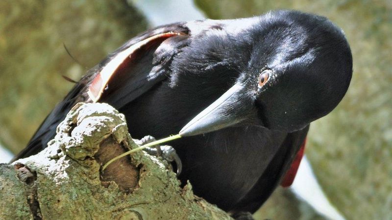 Crows As Problem Solvers